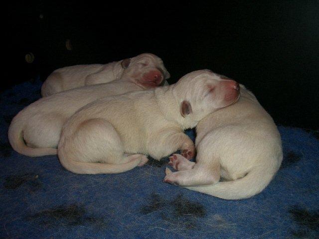 Fotos/NestWillow 2010/nest2010/week1/CIMG1878.jpg