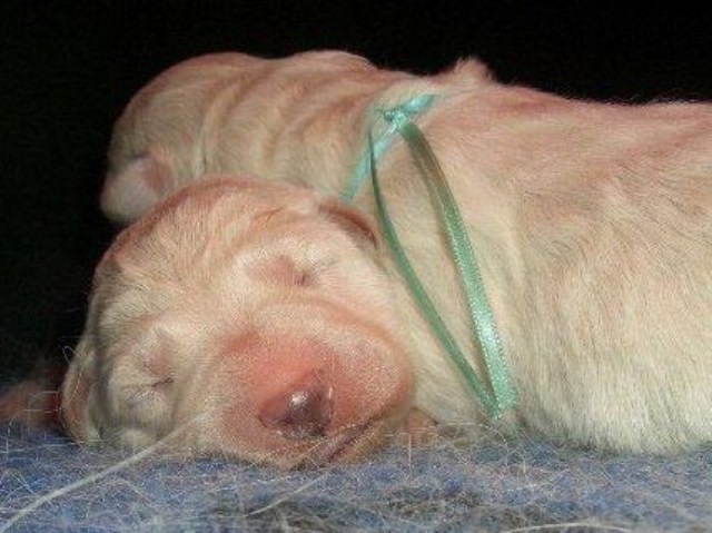 Fotos/NestWillow 2010/nest2010/week1/CIMG1880.jpg