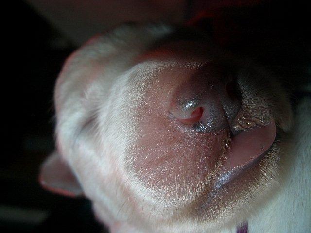 Fotos/NestWillow 2010/nest2010/week1/CIMG1882.jpg