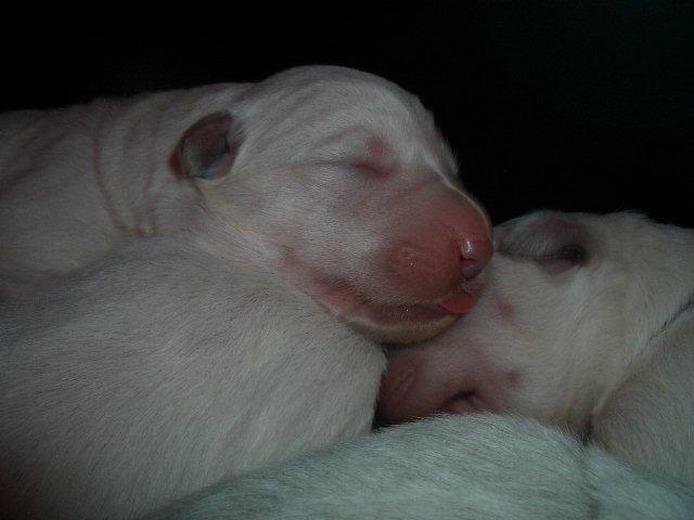 Fotos/NestWillow 2010/nest2010/week1/CIMG1884.jpg