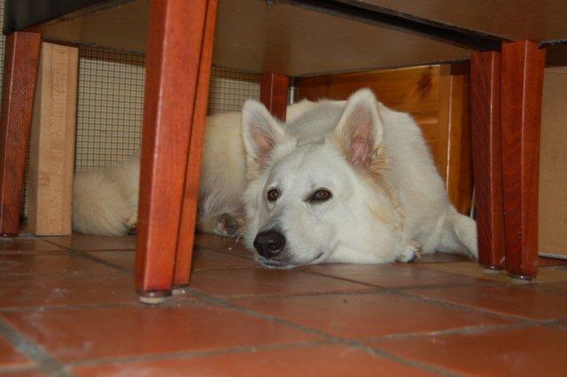 Fotos/NestWillow 2010/nest2010/week1/DSC_0314.jpg