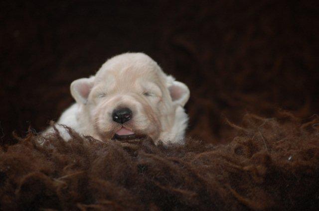 Fotos/NestWillow 2010/nest2010/week1/Mint groen.jpg