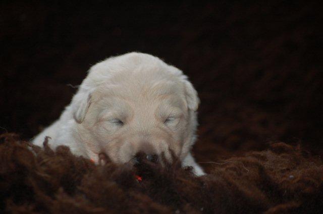 Fotos/NestWillow 2010/nest2010/week1/Oranje.jpg