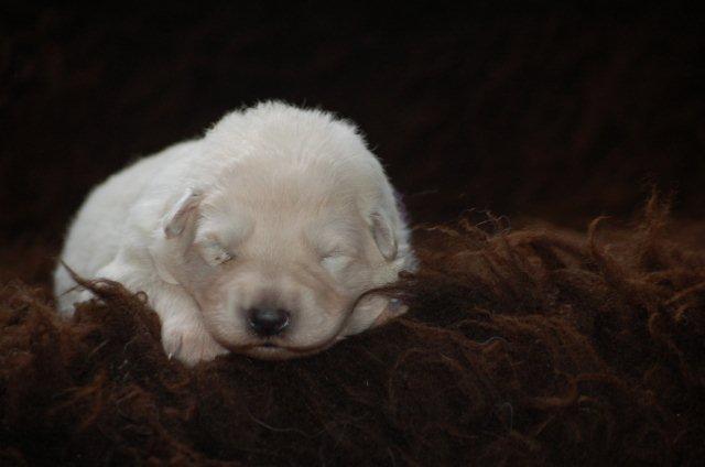 Fotos/NestWillow 2010/nest2010/week1/paars.jpg