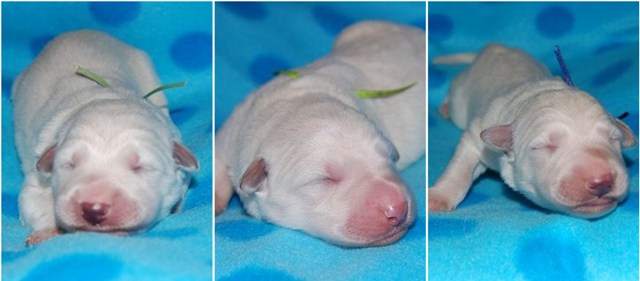 Fotos/NestWillow 2010/nest2010/week1/reutjes.jpg