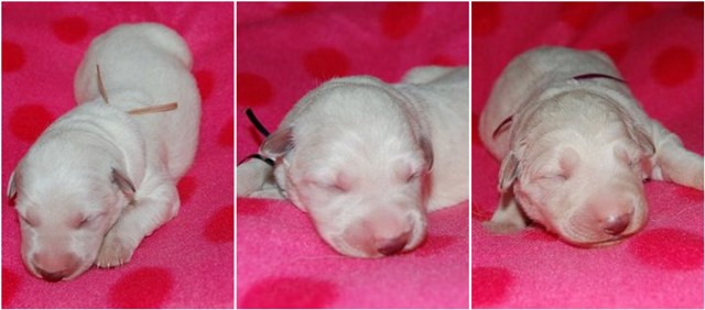 Fotos/NestWillow 2010/nest2010/week1/teefjes.jpg