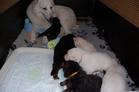 Fotos/NestWillow 2010/nest2010/week2/DSC_0010.JPG