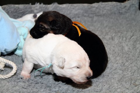 Fotos/NestWillow 2010/nest2010/week2/IMG_792201.JPG