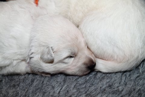 Fotos/NestWillow 2010/nest2010/week2/IMG_792301.JPG