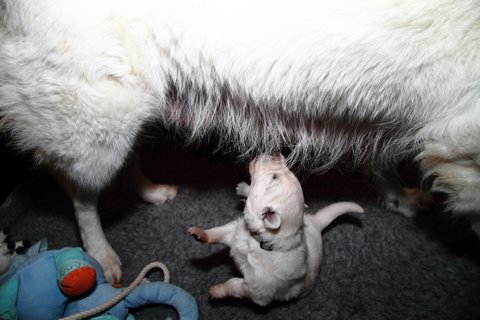 Fotos/NestWillow 2010/nest2010/week2/IMG_792501.JPG