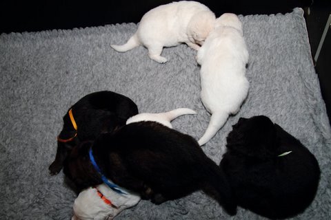 Fotos/NestWillow 2010/nest2010/week2/IMG_793401.JPG