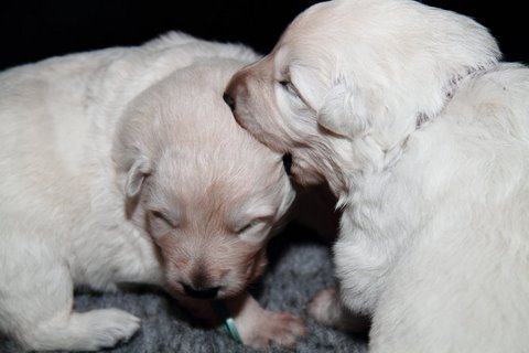 Fotos/NestWillow 2010/nest2010/week2/IMG_793701.JPG