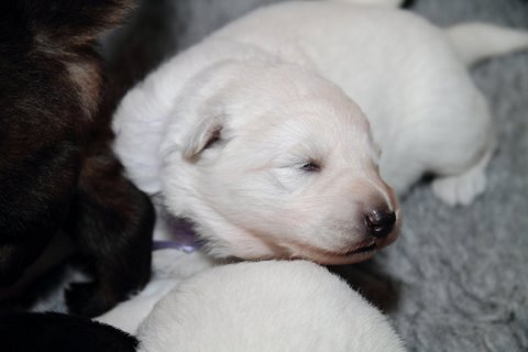 Fotos/NestWillow 2010/nest2010/week2/IMG_793901.JPG