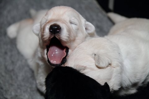 Fotos/NestWillow 2010/nest2010/week2/IMG_794401.JPG