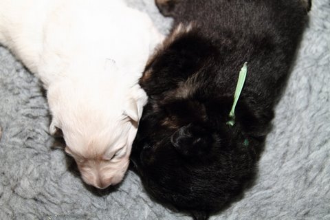 Fotos/NestWillow 2010/nest2010/week2/IMG_794801.JPG