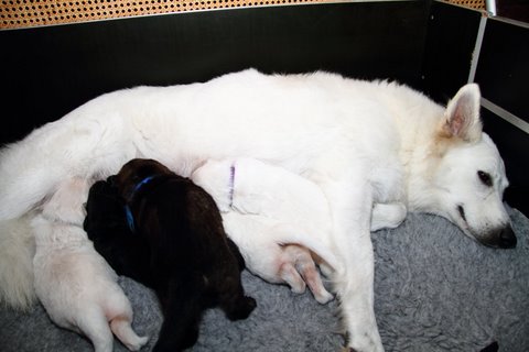 Fotos/NestWillow 2010/nest2010/week2/IMG_795301.JPG