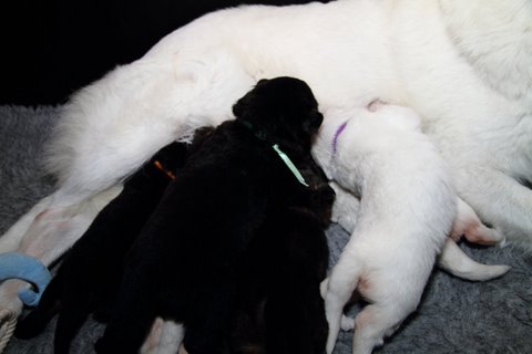 Fotos/NestWillow 2010/nest2010/week2/IMG_795501.JPG