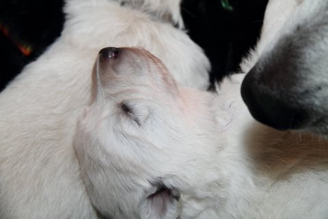 Fotos/NestWillow 2010/nest2010/week2/IMG_797101.JPG