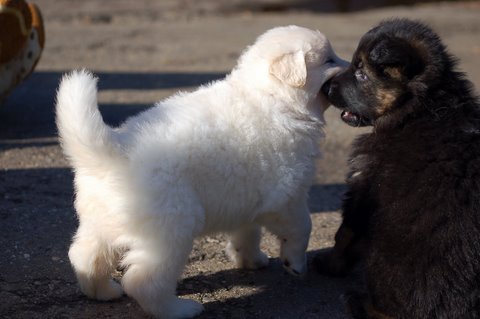 Fotos/NestWillow 2010/nest2010/week3/Anouk van der Zee (30).JPG