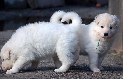 Fotos/NestWillow 2010/nest2010/week3/Anouk van der Zee (36).JPG