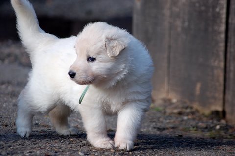 Fotos/NestWillow 2010/nest2010/week3/Anouk van der Zee (37).JPG