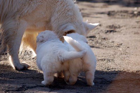 Fotos/NestWillow 2010/nest2010/week3/Anouk van der Zee (39).JPG