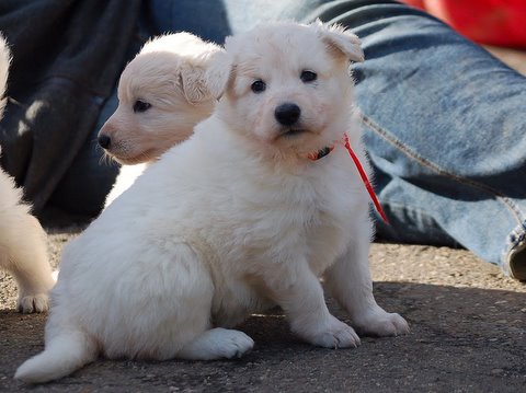 Fotos/NestWillow 2010/nest2010/week3/Anouk van der Zee (43).JPG