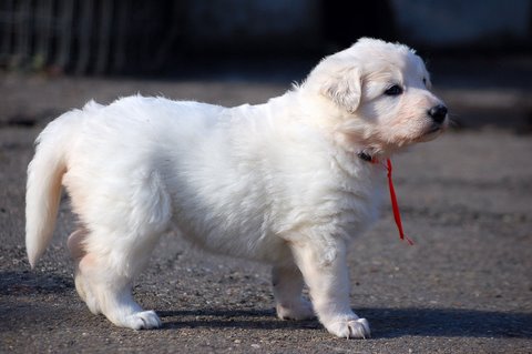 Fotos/NestWillow 2010/nest2010/week3/Anouk van der Zee (50).JPG