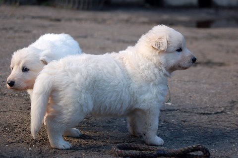 Fotos/NestWillow 2010/nest2010/week3/Anouk van der Zee (55).JPG