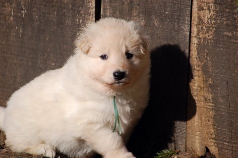 Fotos/NestWillow 2010/nest2010/week3/Anouk van der Zee (69).JPG