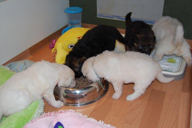 Fotos/NestWillow 2010/nest2010/week3/DSC_0023.JPG