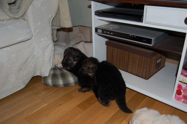 Fotos/NestWillow 2010/nest2010/week3/DSC_0159.JPG