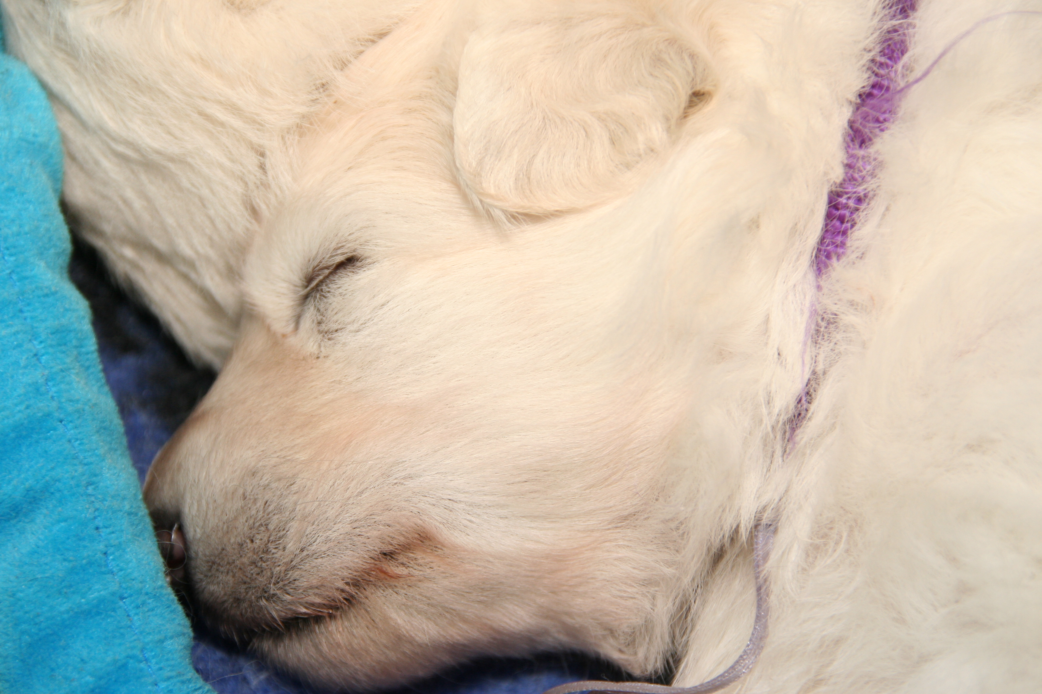 Fotos/NestWillow 2010/nest2010/week4/1.JPG