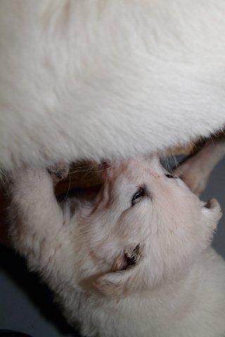 Fotos/NestWillow 2010/nest2010/week4/11.jpg