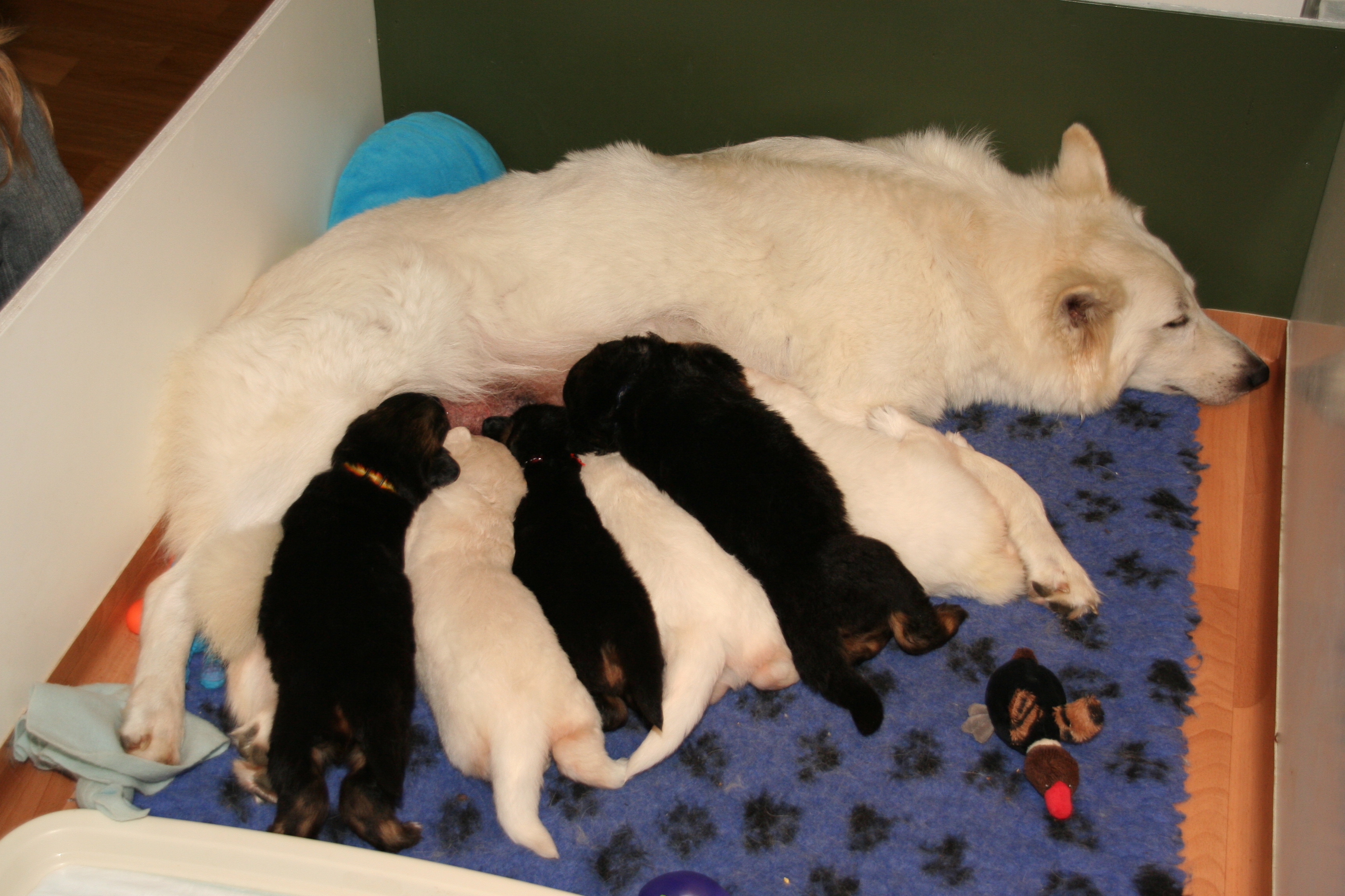 Fotos/NestWillow 2010/nest2010/week4/2.JPG