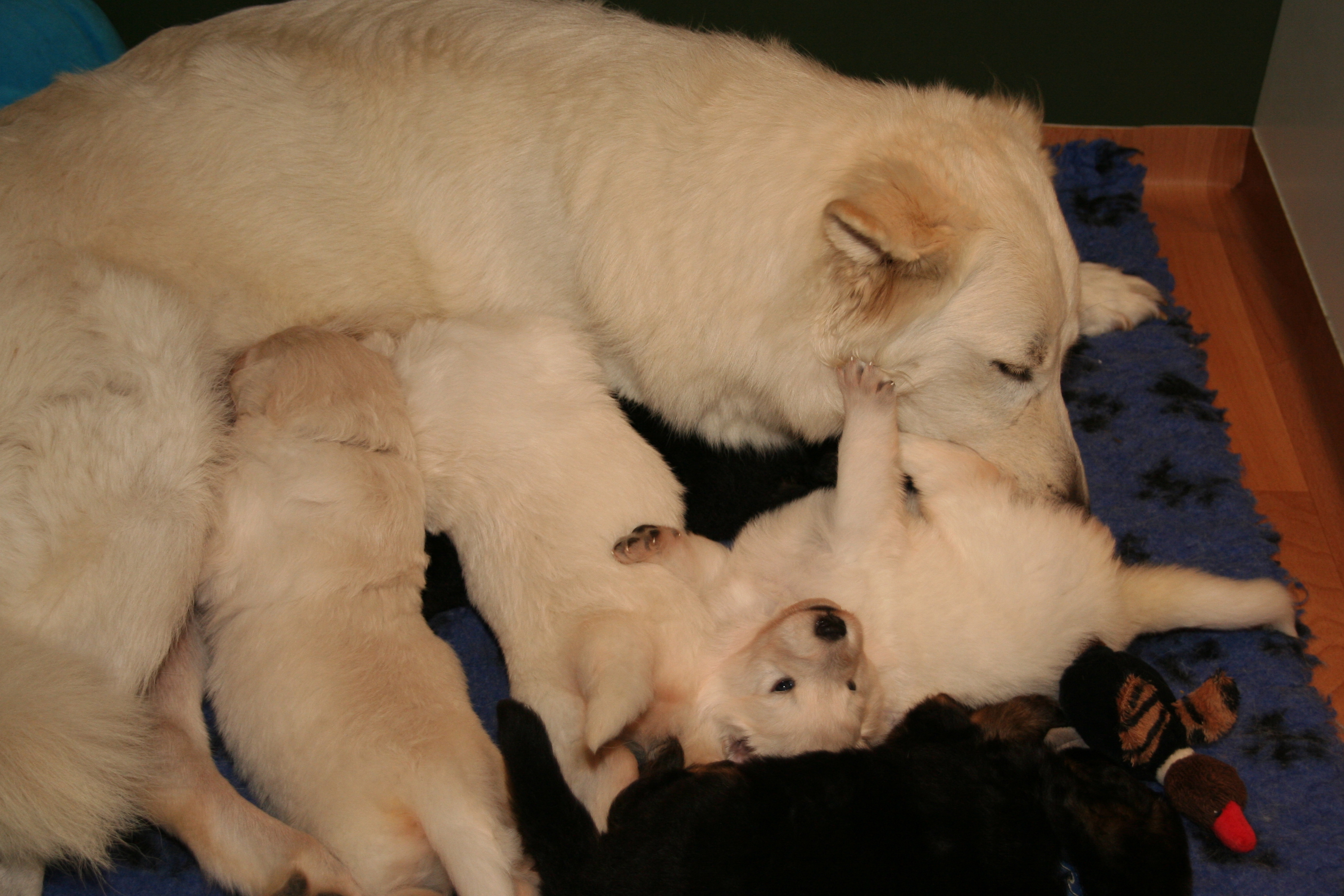 Fotos/NestWillow 2010/nest2010/week4/3.JPG