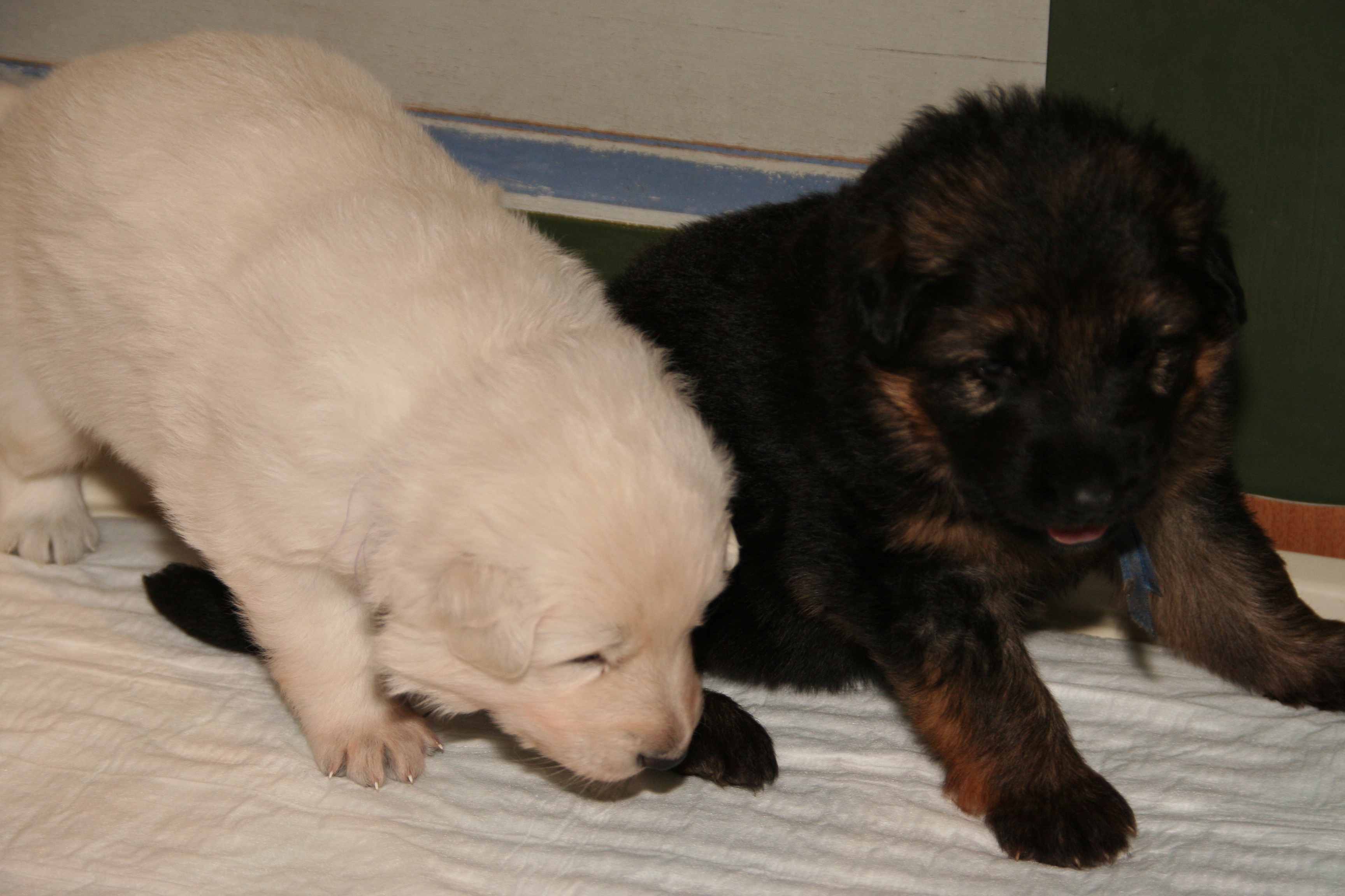 Fotos/NestWillow 2010/nest2010/week4/6.JPG