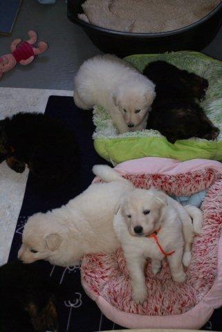 Fotos/NestWillow 2010/nest2010/week4/7.JPG