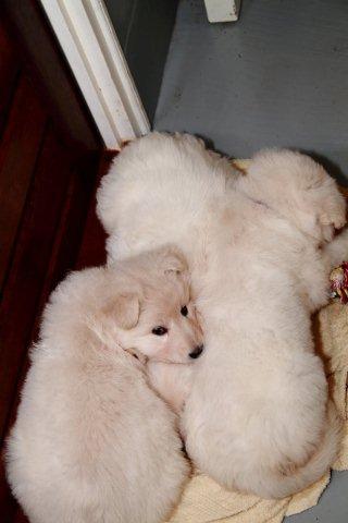 Fotos/NestWillow 2010/nest2010/week4/8.jpg