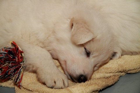 Fotos/NestWillow 2010/nest2010/week4/9.jpg