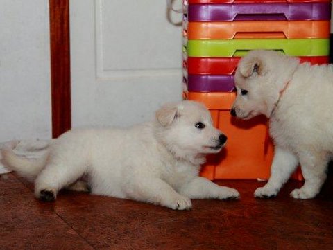 Fotos/NestWillow 2010/nest2010/week5/1.jpg