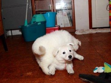 Fotos/NestWillow 2010/nest2010/week5/10.jpg