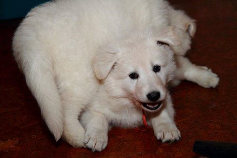 Fotos/NestWillow 2010/nest2010/week5/11.jpg