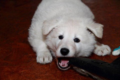 Fotos/NestWillow 2010/nest2010/week5/13.jpg