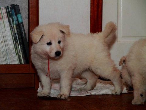 Fotos/NestWillow 2010/nest2010/week5/2.jpg