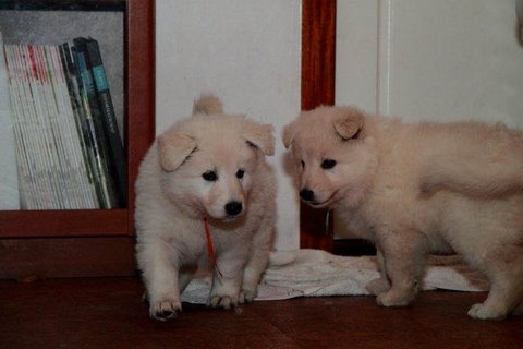 Fotos/NestWillow 2010/nest2010/week5/3.jpg