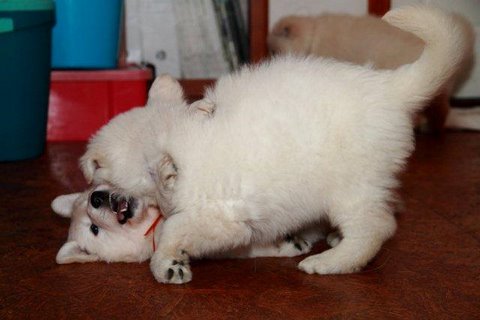 Fotos/NestWillow 2010/nest2010/week5/4.jpg