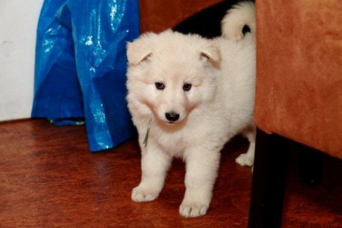 Fotos/NestWillow 2010/nest2010/week5/5.jpg