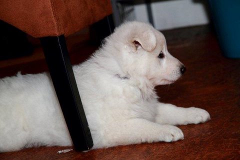 Fotos/NestWillow 2010/nest2010/week5/6.jpg