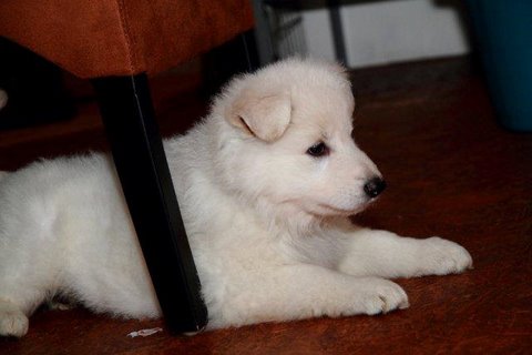 Fotos/NestWillow 2010/nest2010/week5/7.jpg